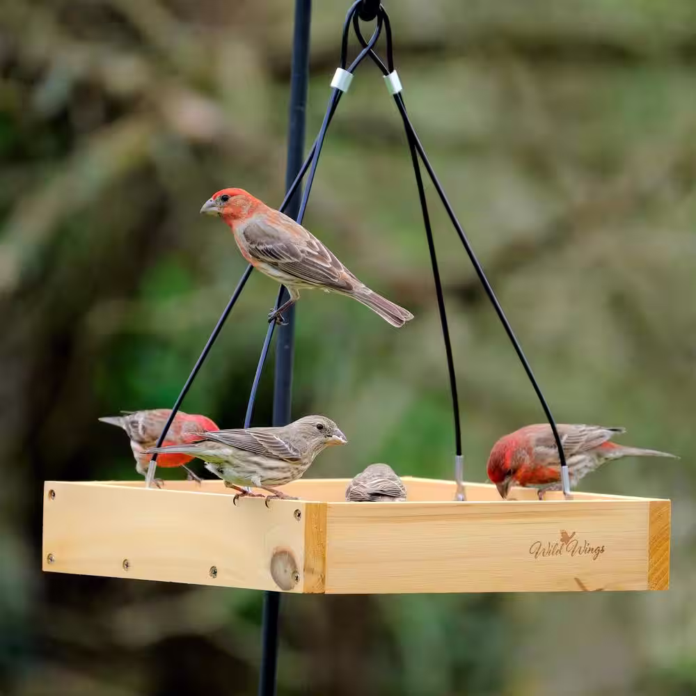 Nature's Way Bird Products Cedar Tray Wild Bird Feeder