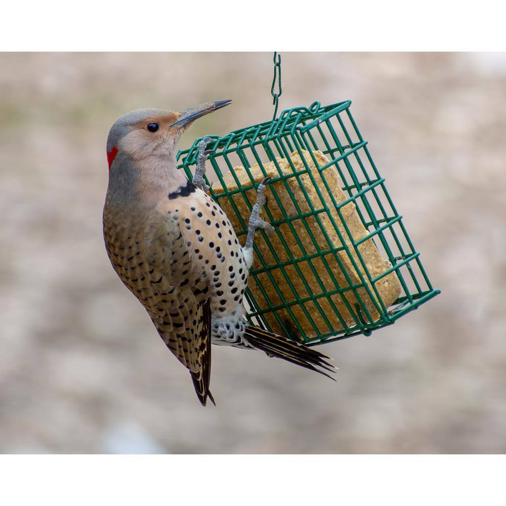 C and S Products Woodpecker Treat 0.7 lb. Wild Bird Suet
