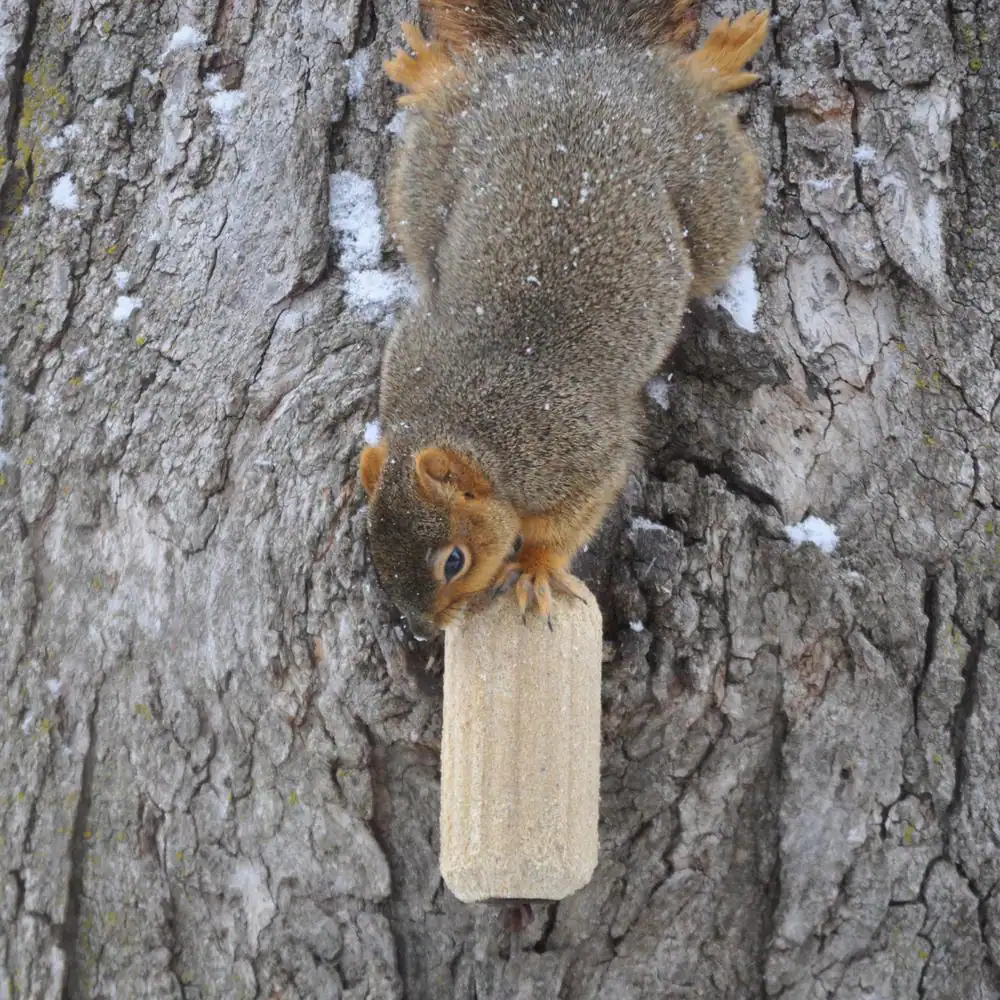C and S Products Squirrel Log with Stoop