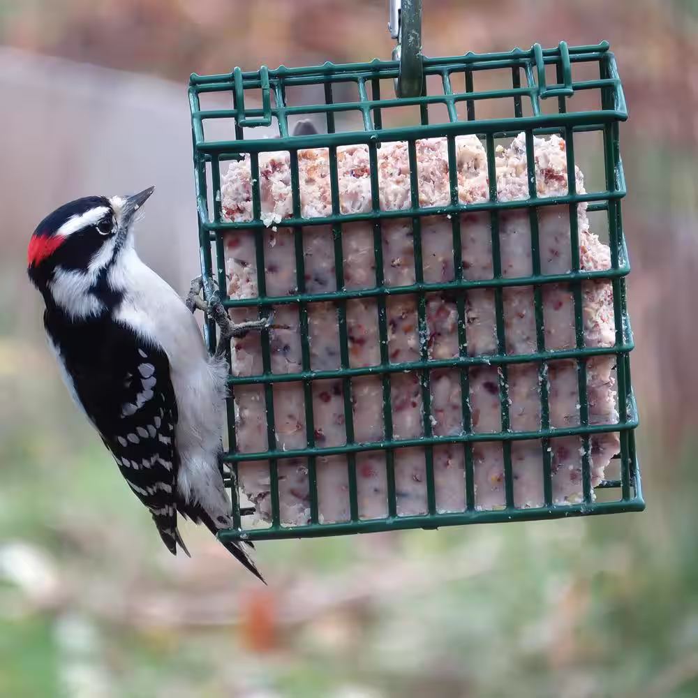 C and S Products Berry Treat 0.7 lbs. Wild Bird Suet