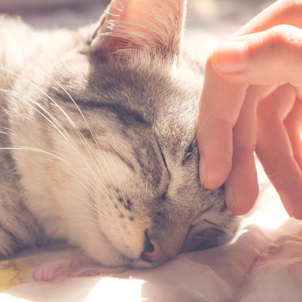 Petmaker Small Gray/Black Animal Print Cozy Cave Pet Cube