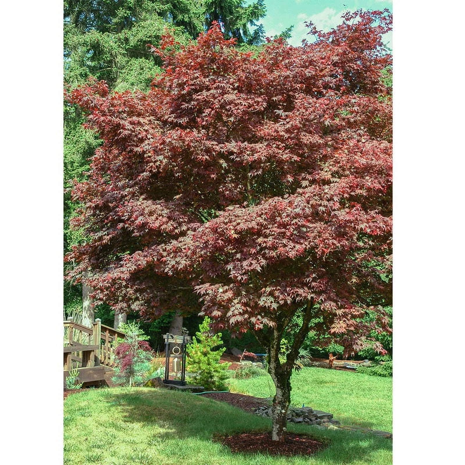 Red Leaf Japanese Maple, Dormant Bare Root Starter Ornamental Tree (1-Pack)