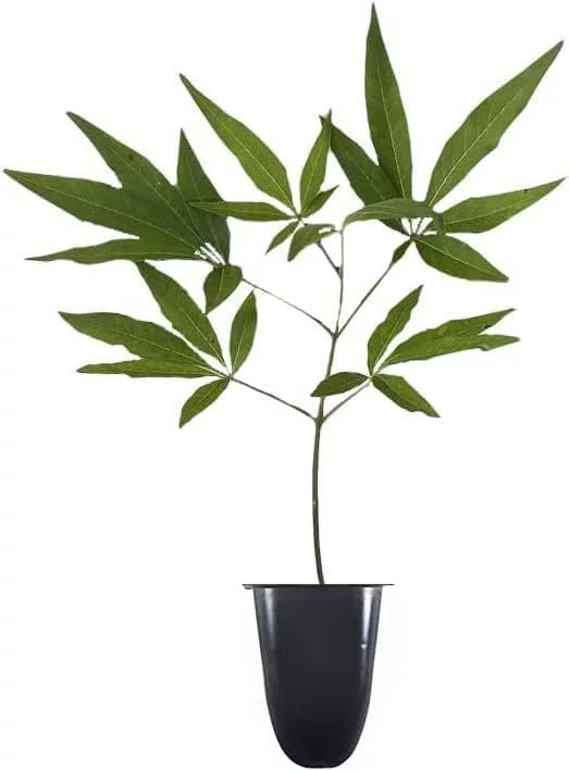Chaste Tree 30 Live Seedlings Texas Lilac Shoal Creek Vitex Agnus Castus Purple Flowering Lilac Shrub