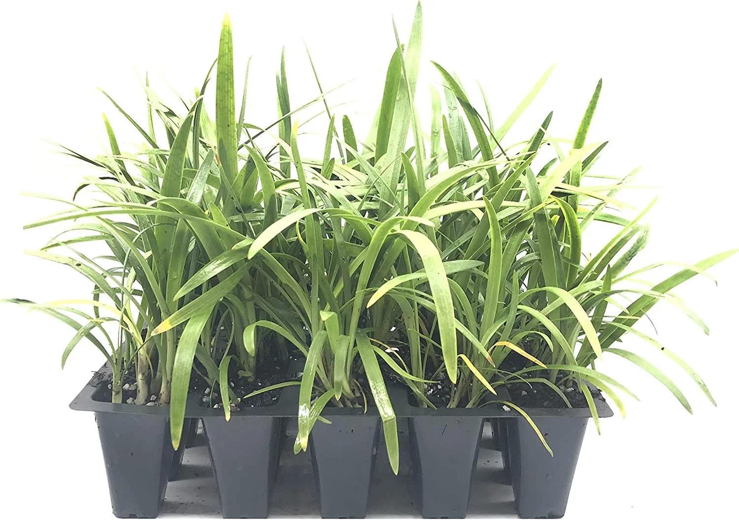 Agapanthus Africanus 'Lily of The Nile' - 20 Live Plants - 2