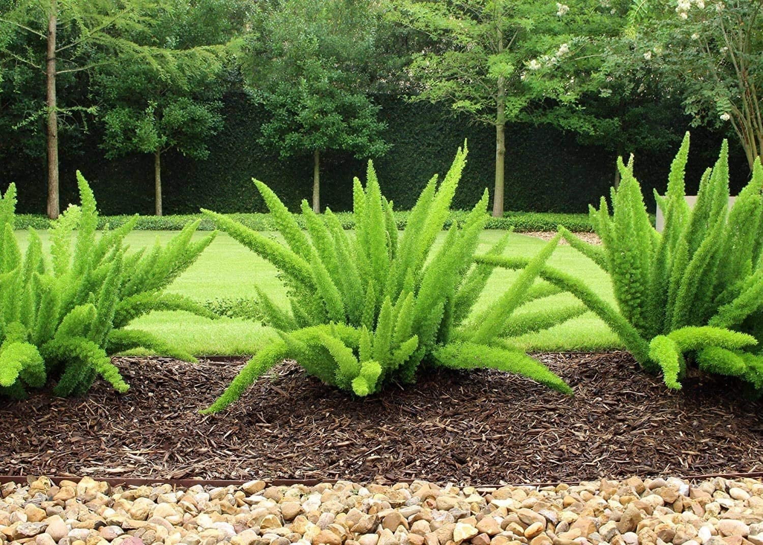 Foxtail Fern Myers 30 Live Plants Asparagus Densiflorus Myersii Unique Tropical Landscape Groundcover
