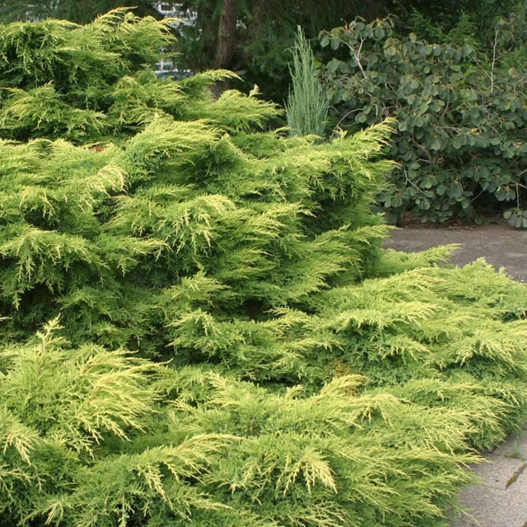 Juniper Gold Lace 15 Live 4 Inch Pots Juniperus Chinensis Drought Tolerant Cold Hardy Evergreen Groundcover Plants