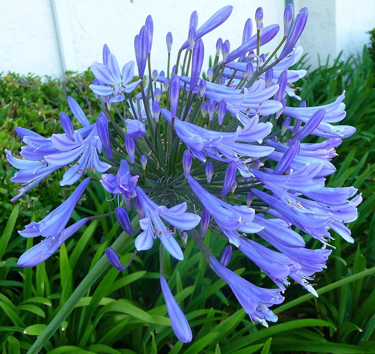 Agapanthus Africanus 'Lily of The Nile' - 20 Live Plants - 2
