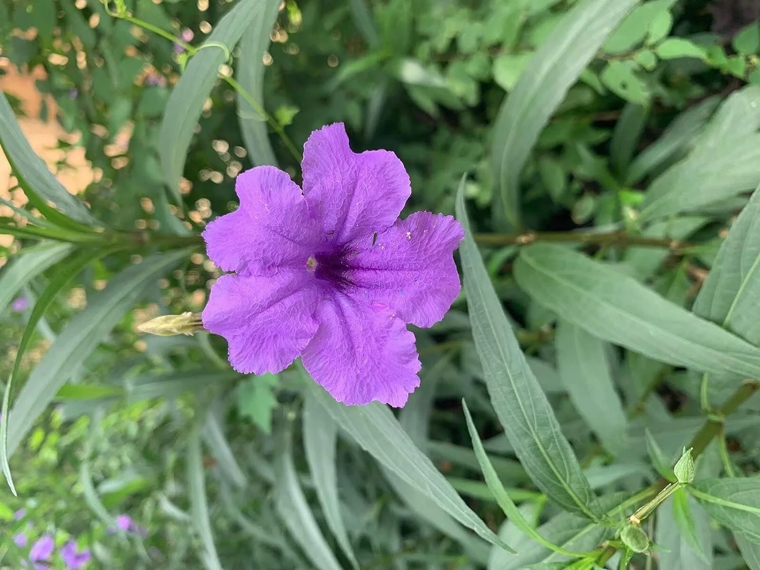 Mexican Petunia Purple I 3 Large Gallon Size Plants I Ruellia Brittoniana  Live Vibrant Purple Flowers, Drought and Heat Tolerant, Ideal for Garden Borders and Container Planting