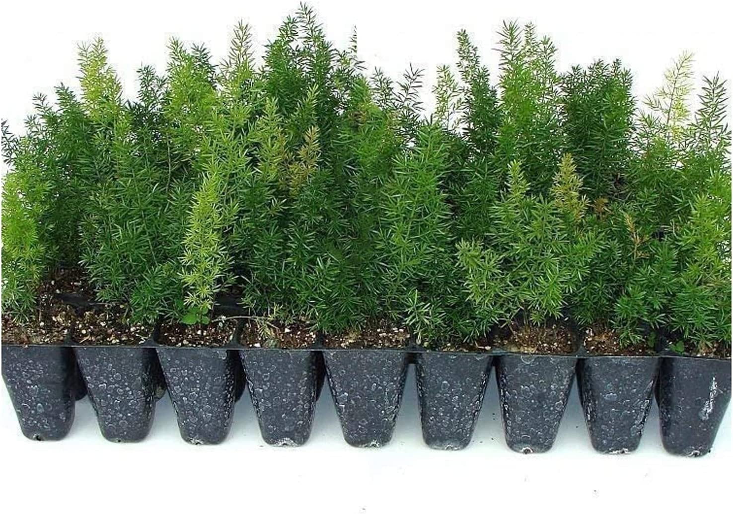 Foxtail Fern Myers 30 Live Plants Asparagus Densiflorus Myersii Unique Tropical Landscape Groundcover