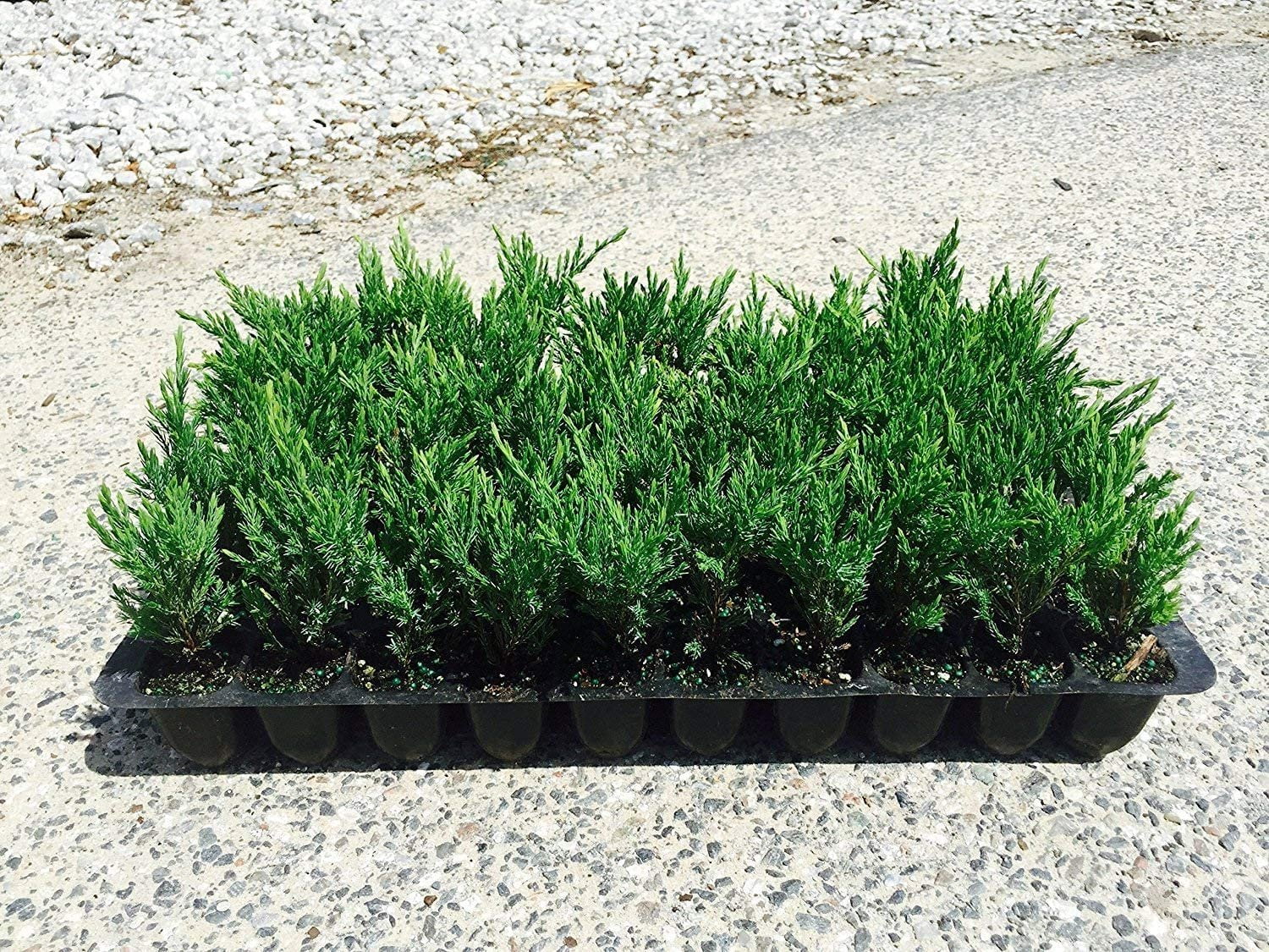 Andorra Compacta Juniper - 15 Live Plants - Evergreen Ground Cover