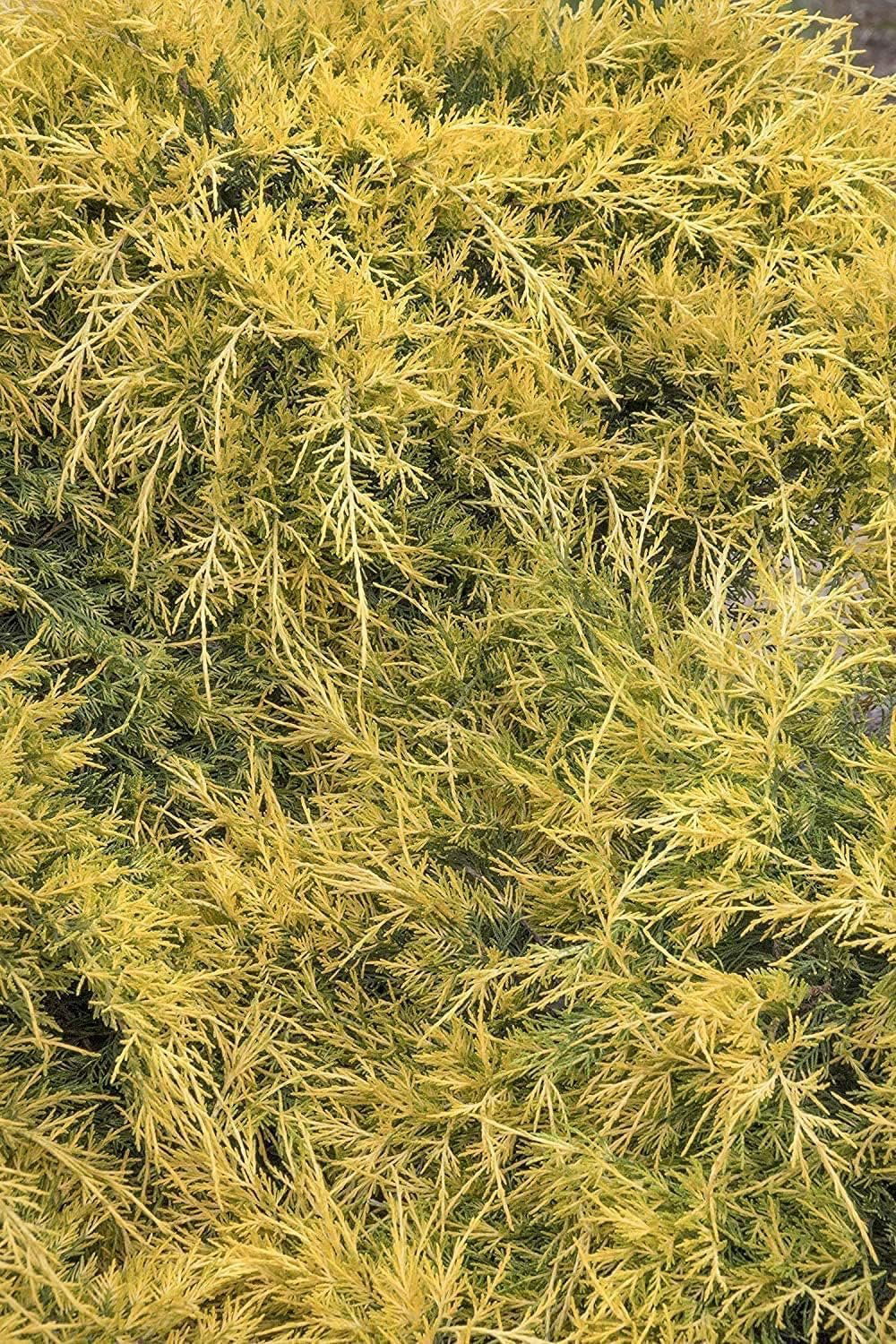Juniper Gold Lace 15 Live 4 Inch Pots Juniperus Chinensis Drought Tolerant Cold Hardy Evergreen Groundcover Plants