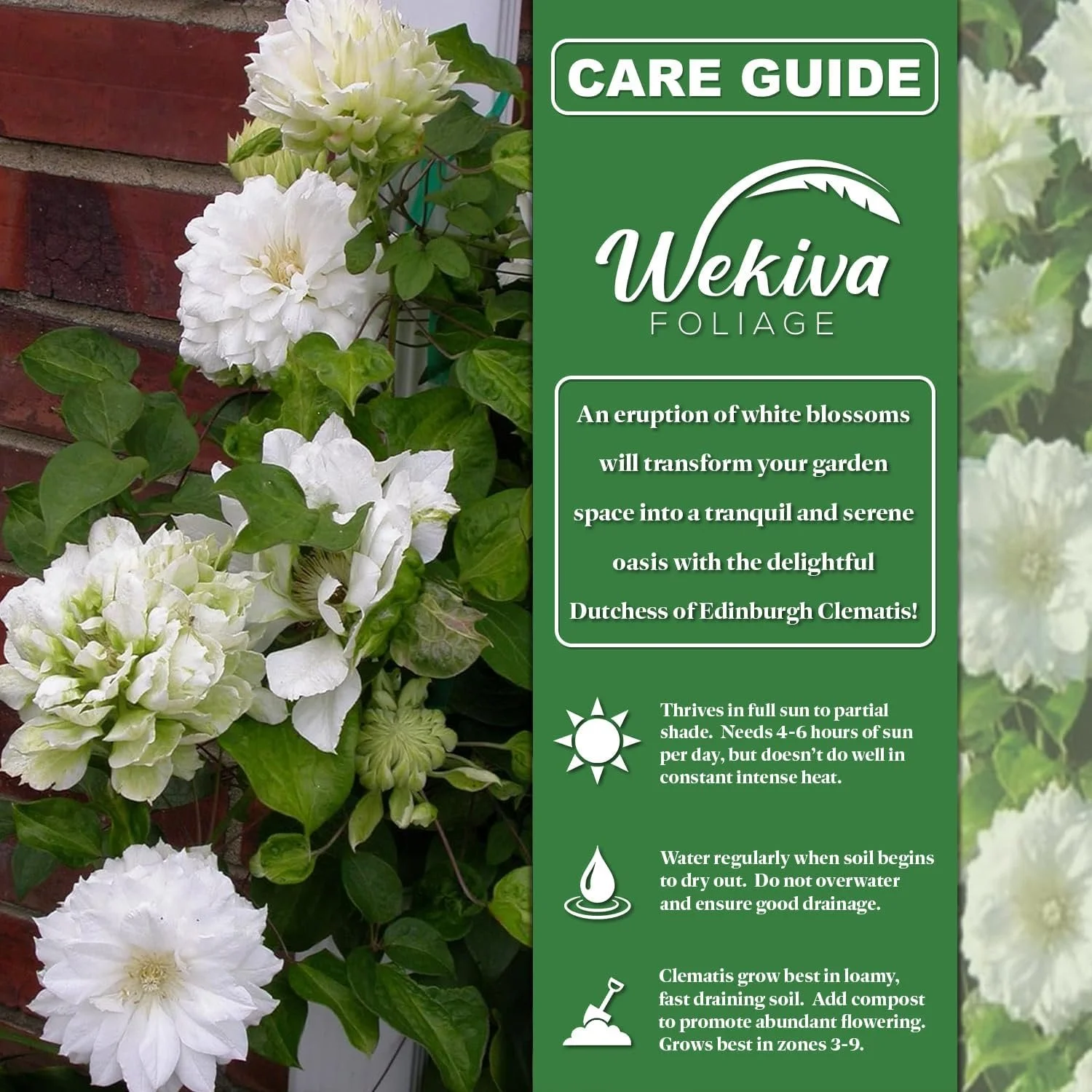 Clematis Duchess of Edinburgh - Live Starter Plant in a 2 Inch Growers Pot - Starter Plants Ready for The Garden - Beautiful White Bloom Flowering Vine