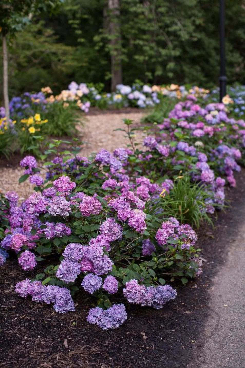 Endless Summer 2 gal Hydrangea BloomStruck Live Shrubs