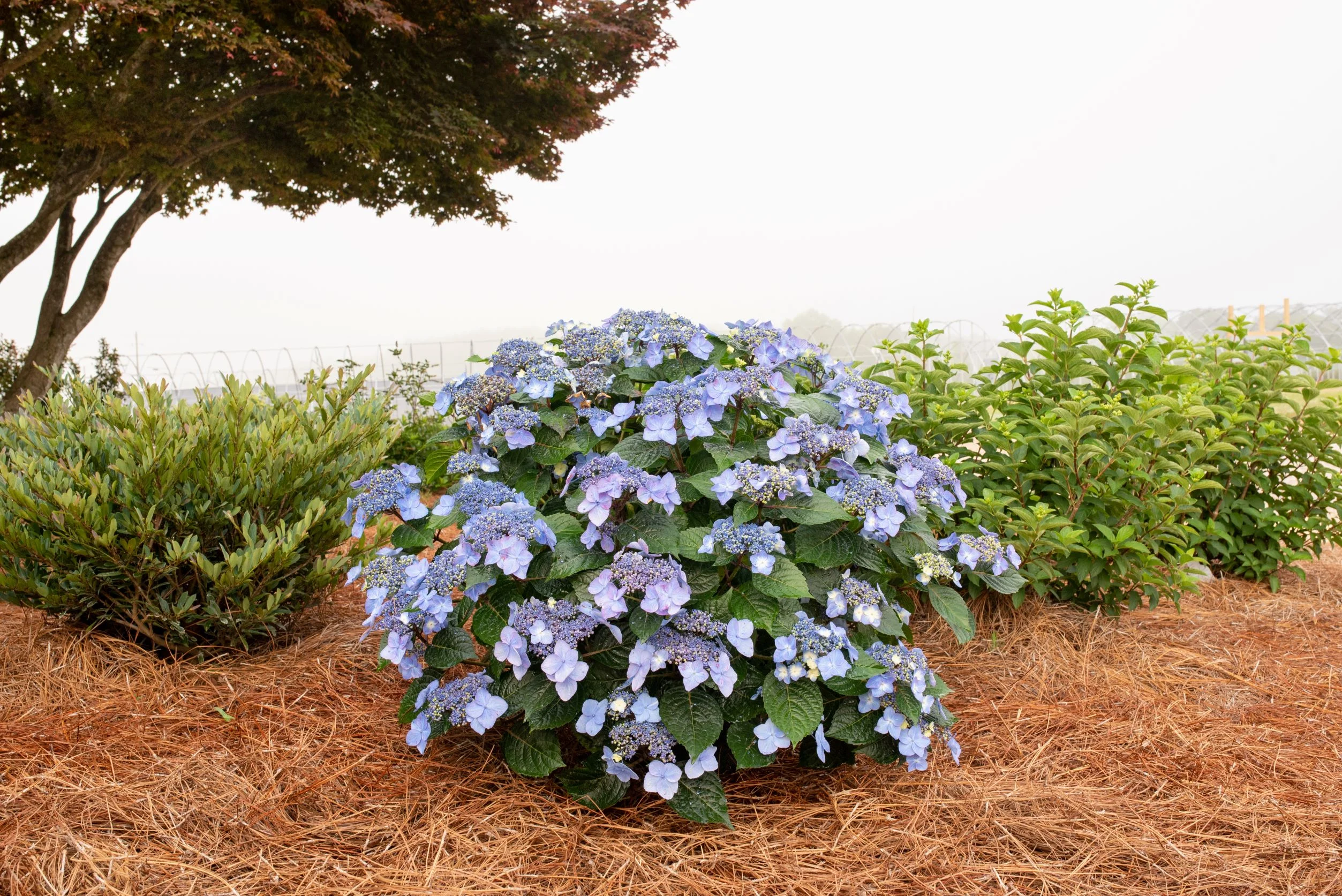 Endless Summer 3G Hydrangea Pop Star PPAF Live Shrubs Full Sun Bicolor