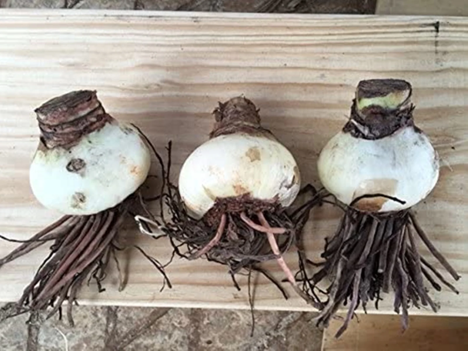 Calla Lily Bulbs, Suitable For Flower Arrangements,Easy To Care For,Calla Lily Bulbs For Planting,The Flowers Are Large And Beautiful,Calla Lily Plants, Thrive In A Variety Of Conditions.