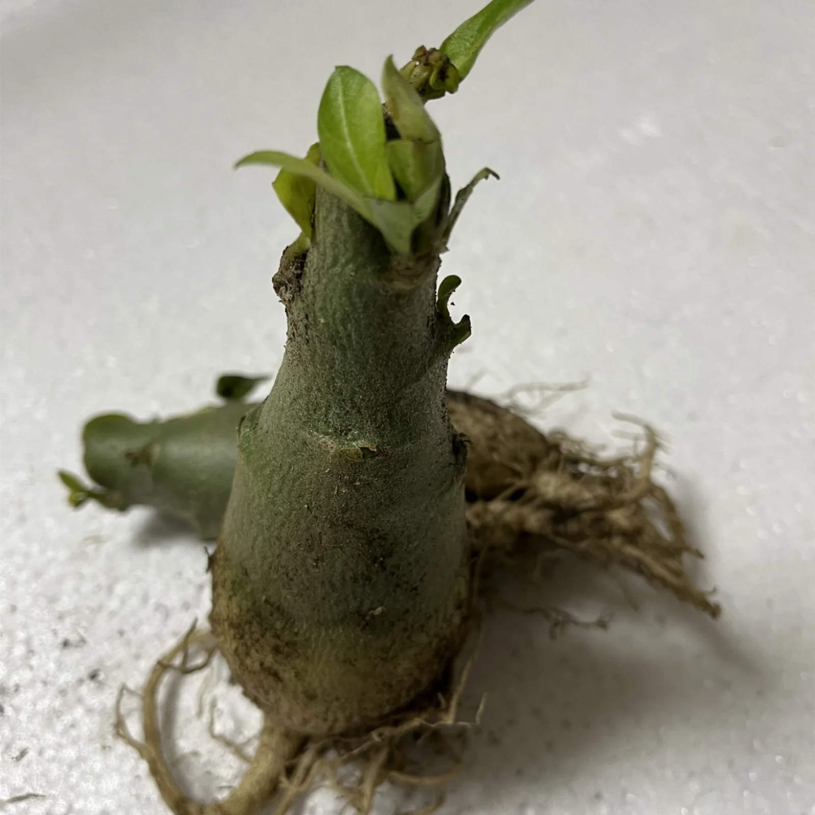 Desert Rose Plants For Sale Desert Rose Bulbs Desert Rose Roots Desert Rose Plant Live Large Garden Decoration Garden Flowers Bonsai Plant