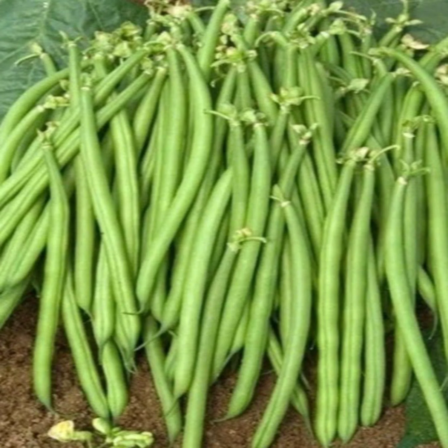 PAPAW'S GARDEN SUPPLY LLC. HELPING THE NEXT GENERATION GROW! Jade Bush Green Bean 300 Seeds