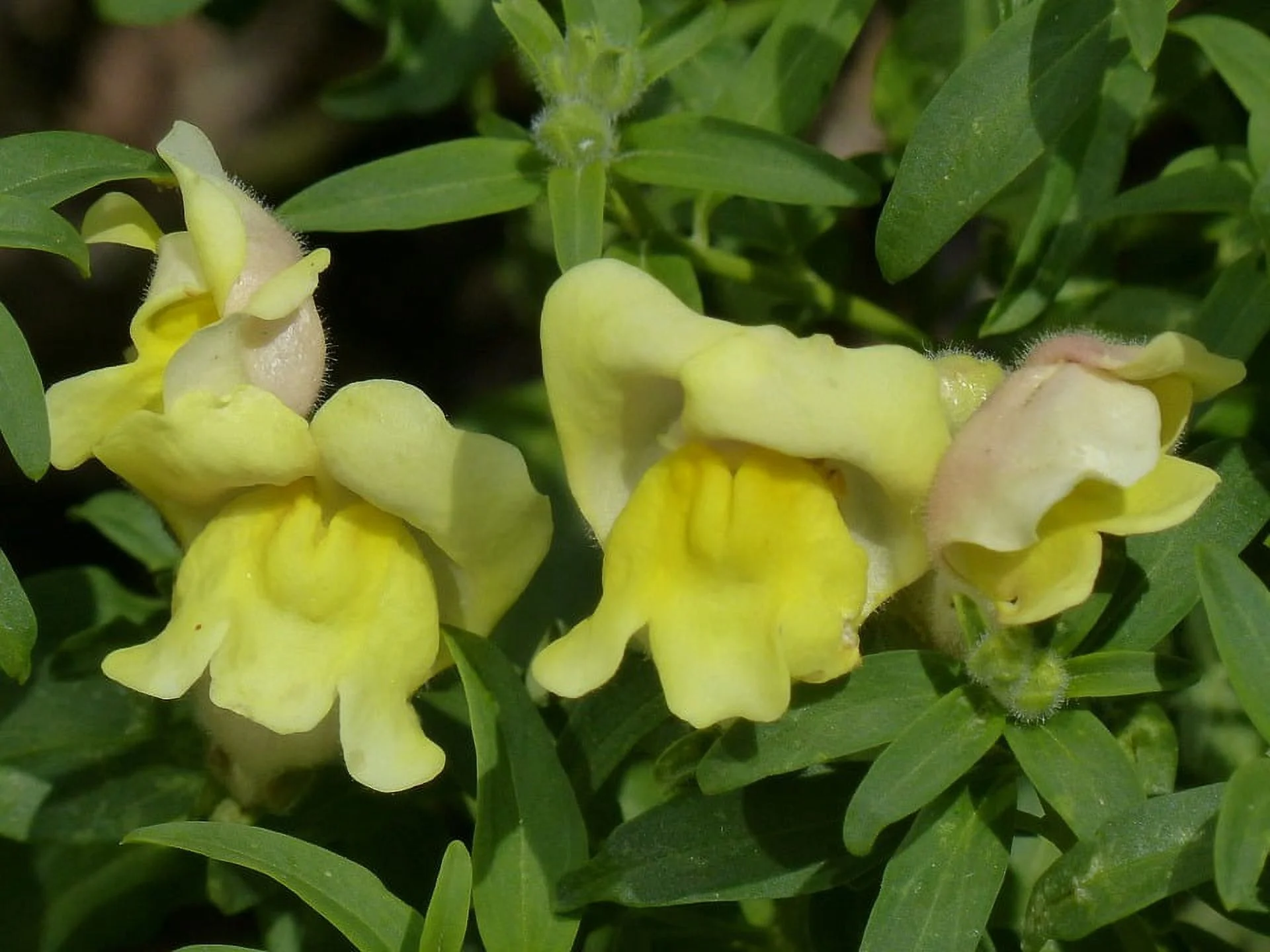 Expert Gardener Live Outdoor Snapdragon, 12