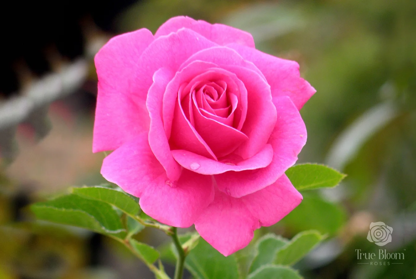 True Bloom by Altman Plants 8QT True Gratitude Pink Rose Live Plant