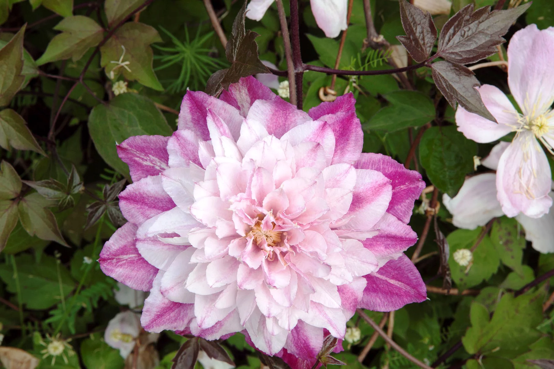 Clematis Patricia Ann Fretwell - Live Plant in a 4 inch Growers Pot - Clematis 'Parfar' - Starter Plants Ready for The Garden - Beautiful Red and Pink Double Flowering Vine