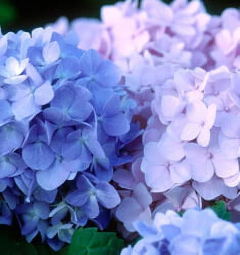 The Original Hydrangea (1 Gallon) Endless Summer Outdoor Live Plant