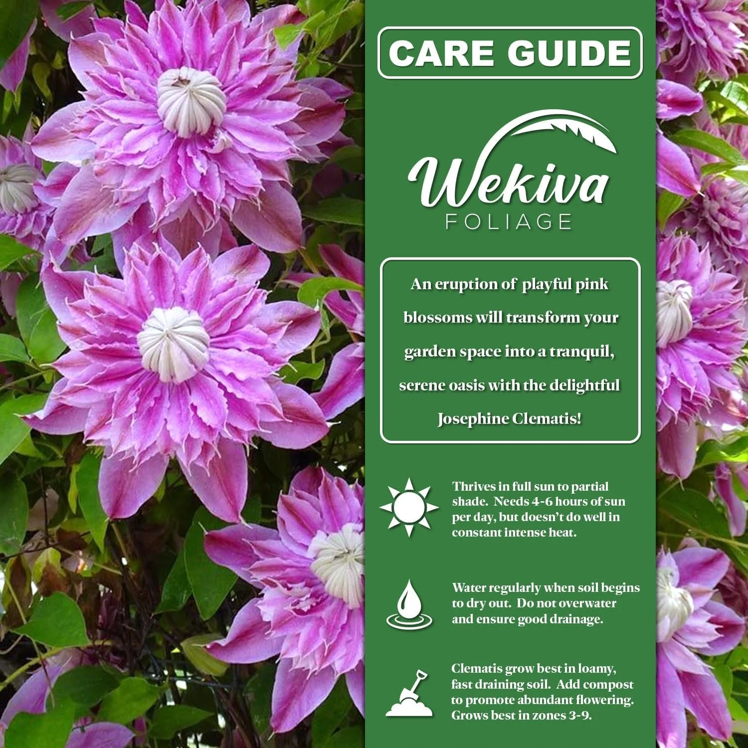 Clematis Josephine - 2 Live Starter Plants in 2 Inch Growers Pots - Starter Plants Ready for The Garden - Rare Clematis for Collectors