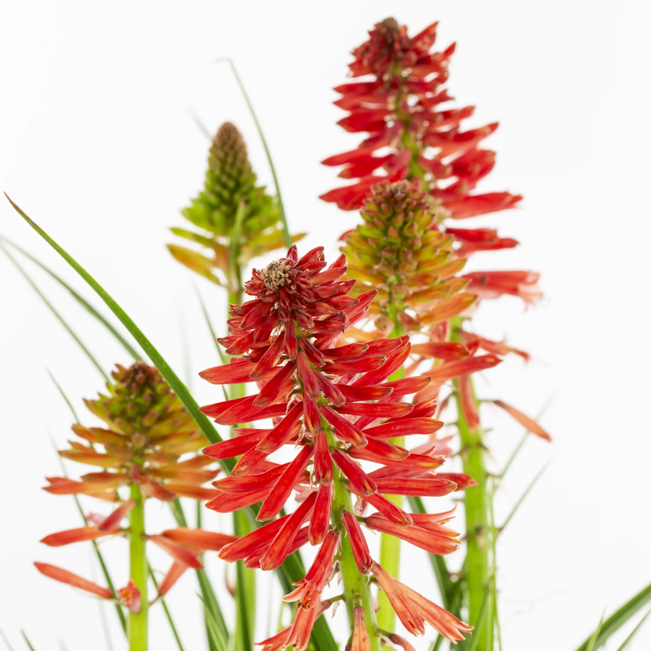 Better Homes & Gardens 2.5QT Multicolor Kniphofia Live Plant Grower Pot Sun