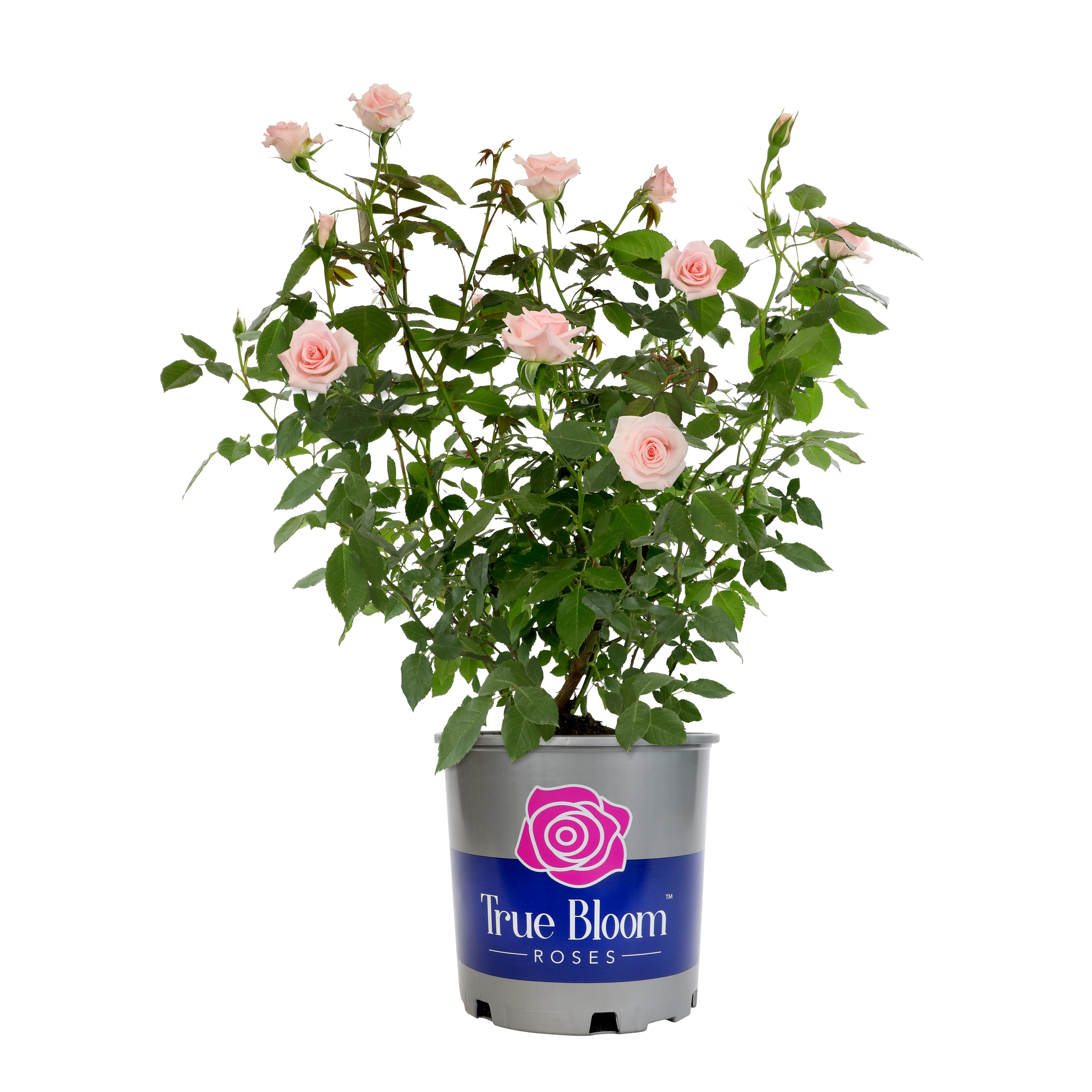 'True Bliss' PP28929 Rose Bush | Pink Roses | 8qt. Grow Pot | Full Sun | True Bloom by Altman Plants