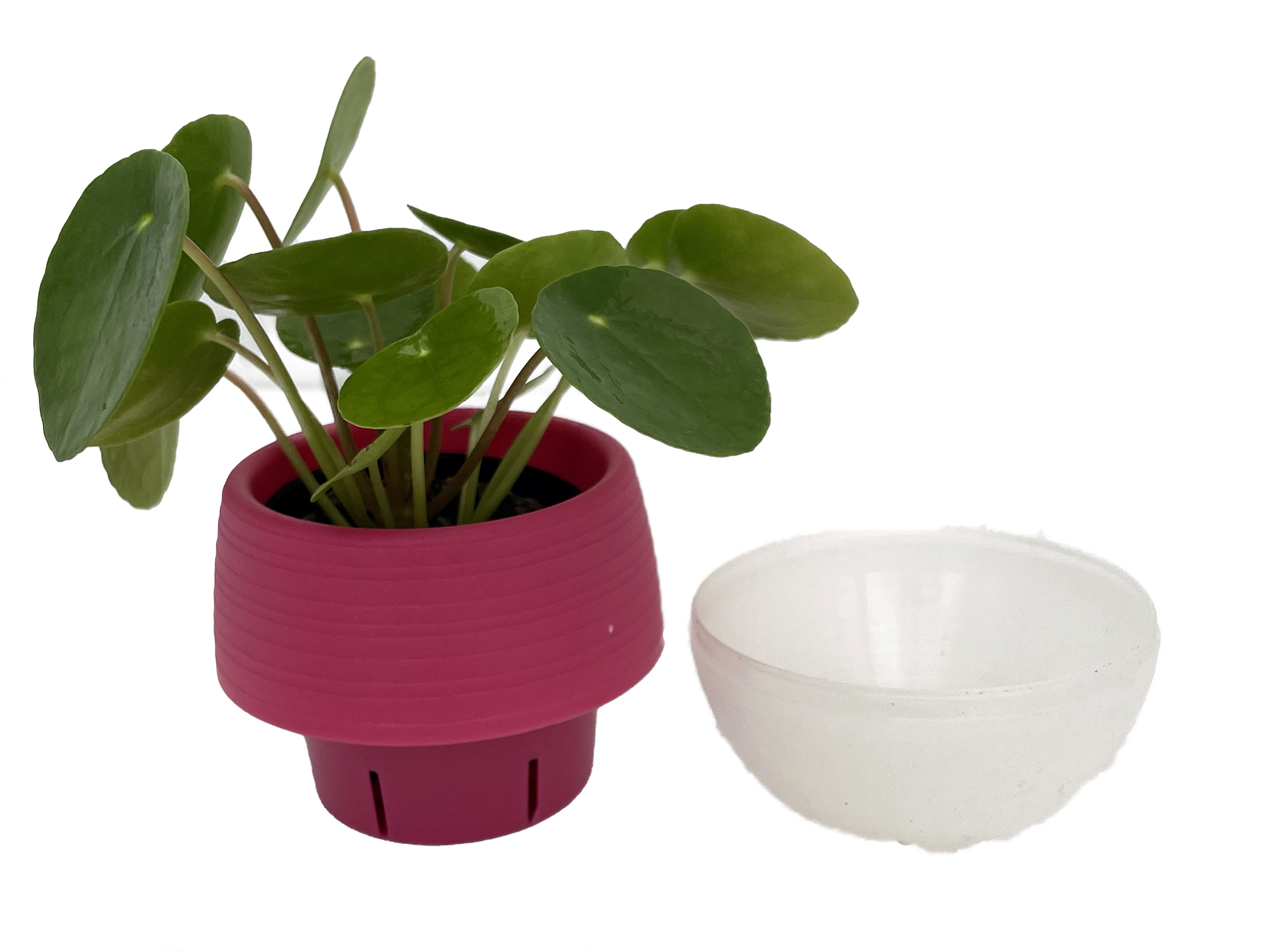 Chinese Money Plant - Pilea peperomioides in 3