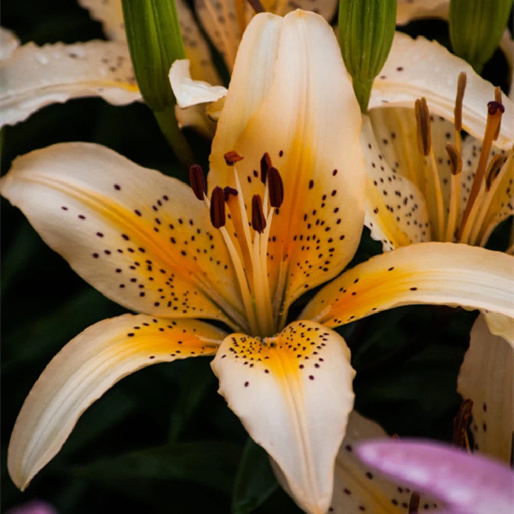 Lily Asiatic Lilium Bulbs Mixed Lilies,Lily Bulbs for Planting Now Lily Bulbs Colourful Collection Flowering Bulbs
