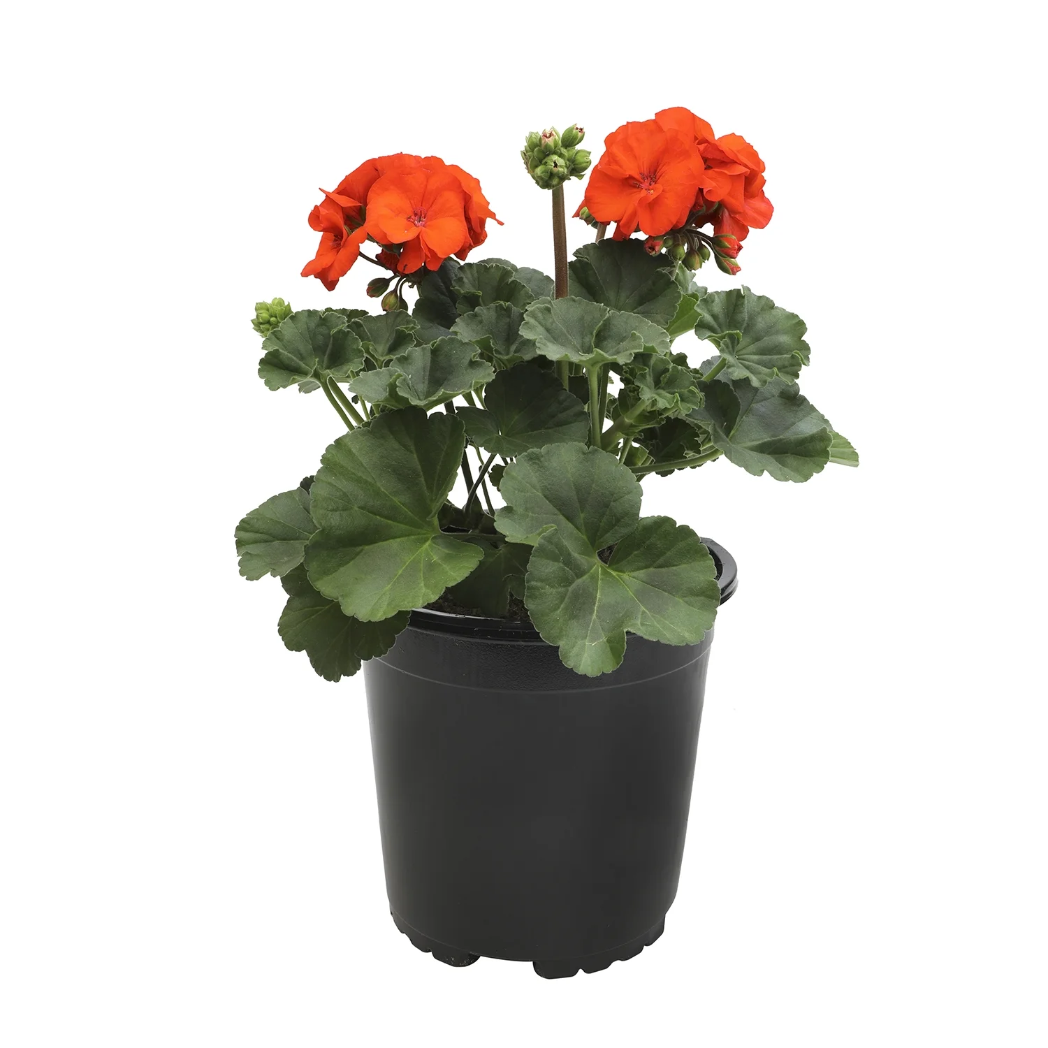 Geranium Orange| 2.5 QT Grow Pot| Direct Sunlight| Flowering Plant| By Altman Plants