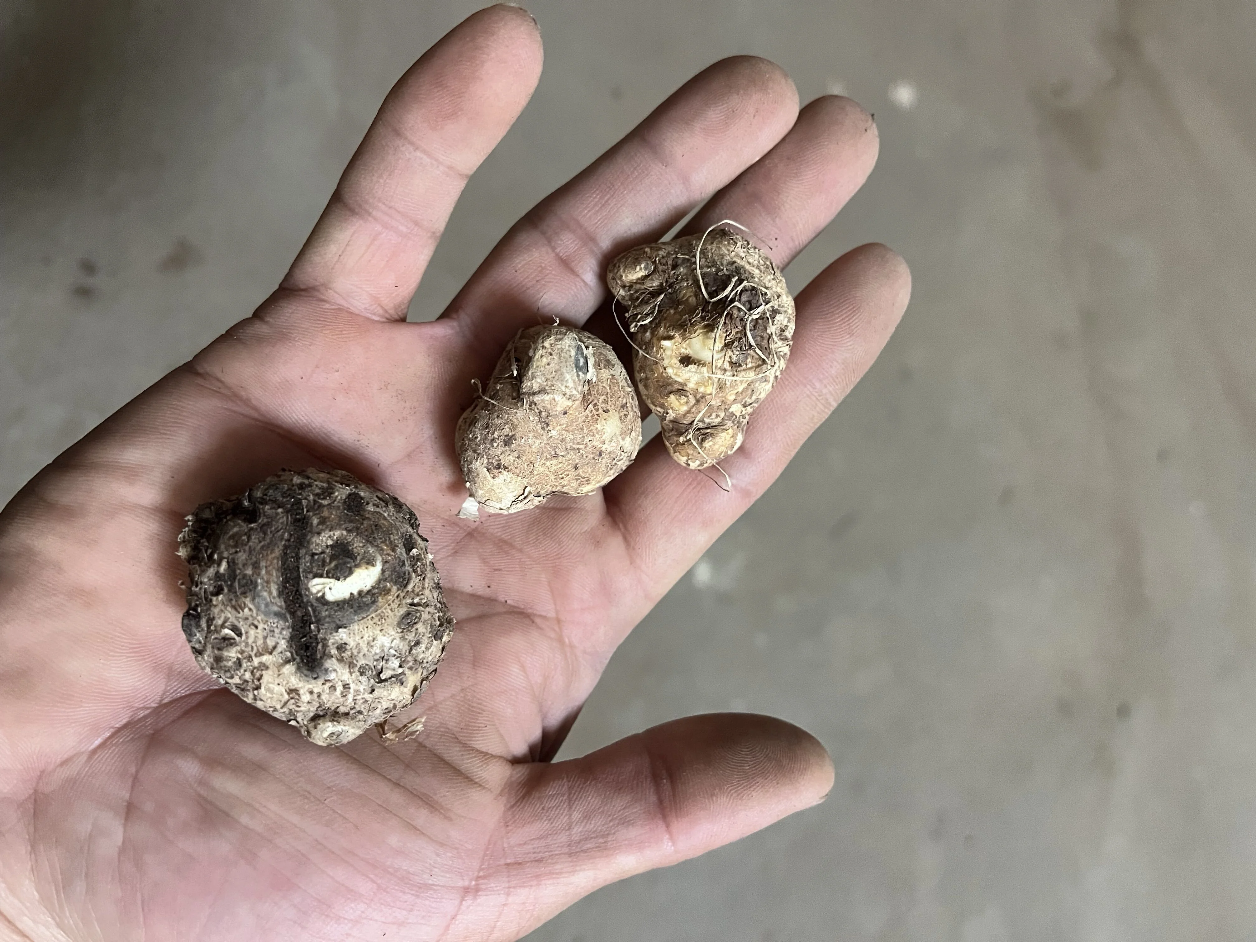 Calla Lily Bulbs, Calla Lily Bulbs Giant,Calla Lily Bulbs Giant,Calla Lily Plants,Calla Lily Plant Perinial,Bulb Flowers,Calla Lily Bulbs For Sale