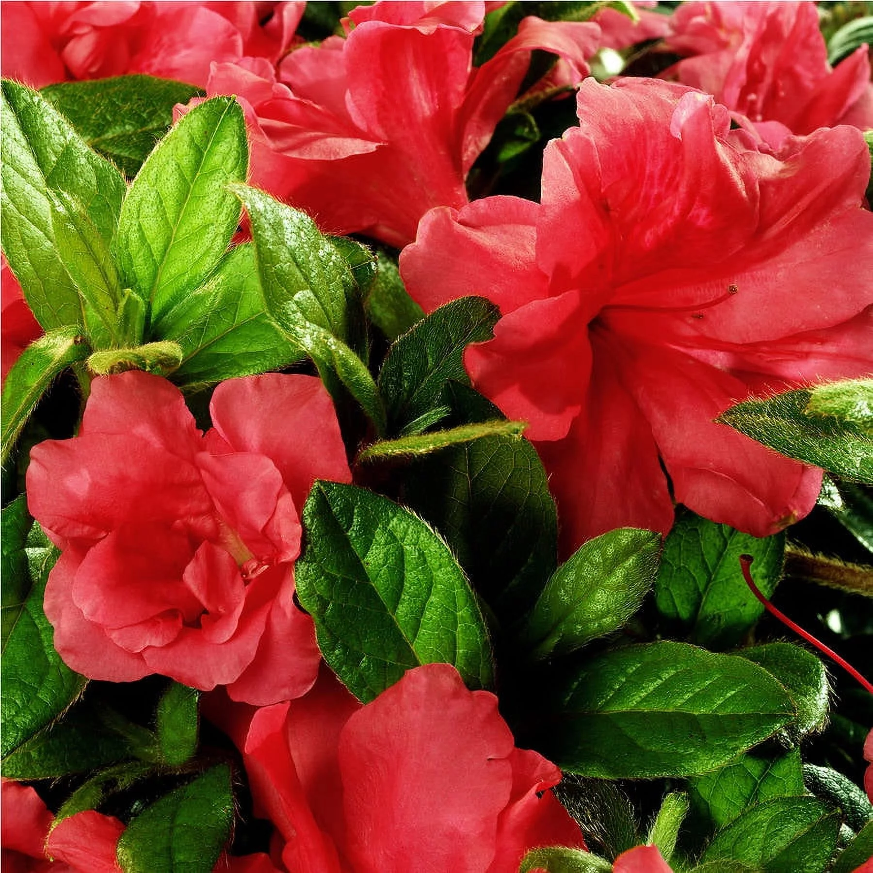 Encore Azalea Autumn Monarch (3 Gallon) Orange Red Flowering Shrub - Full Sun Live Outdoor Plant