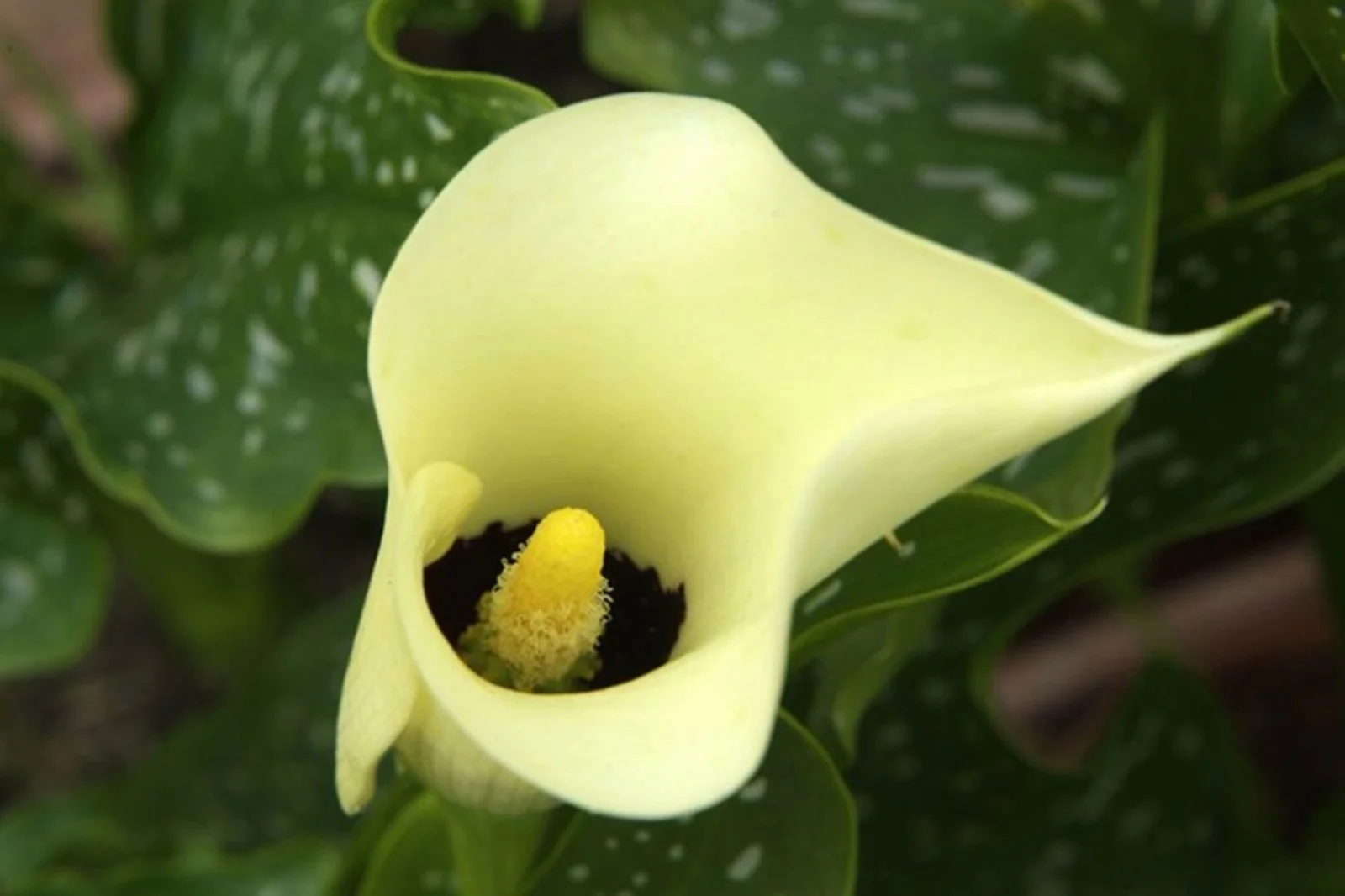 Calla Lily Bulbs, Perennials, Flower Bulbs, Calla Lilies,Potted Plants,Calla Lily Plants,Calla Lily For Sale