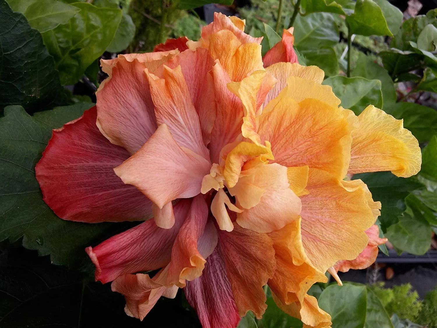 Hibiscus Flower Shrub, Cajun Color Queen of Dream, Starter Plant