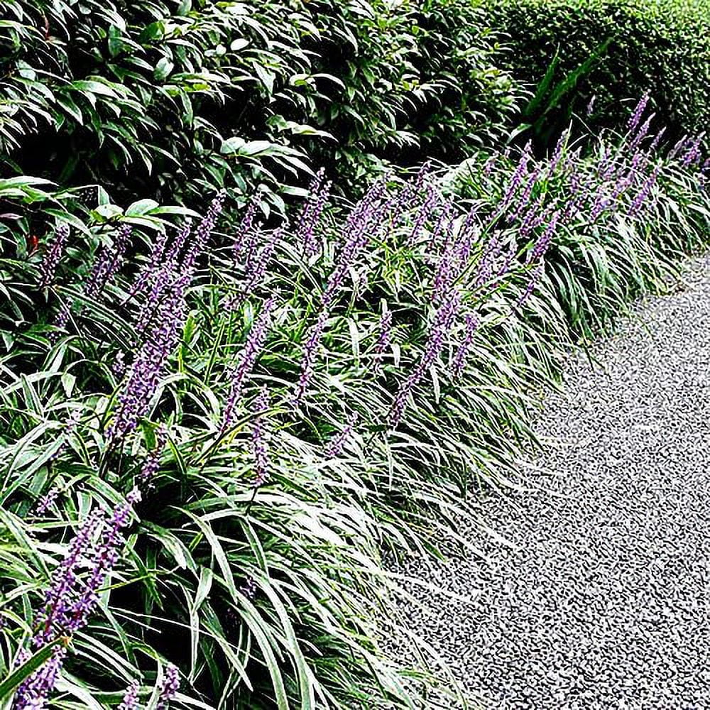 Big Grass, 1 Gallon Container, Blue Blooms with Rich Green Foliage