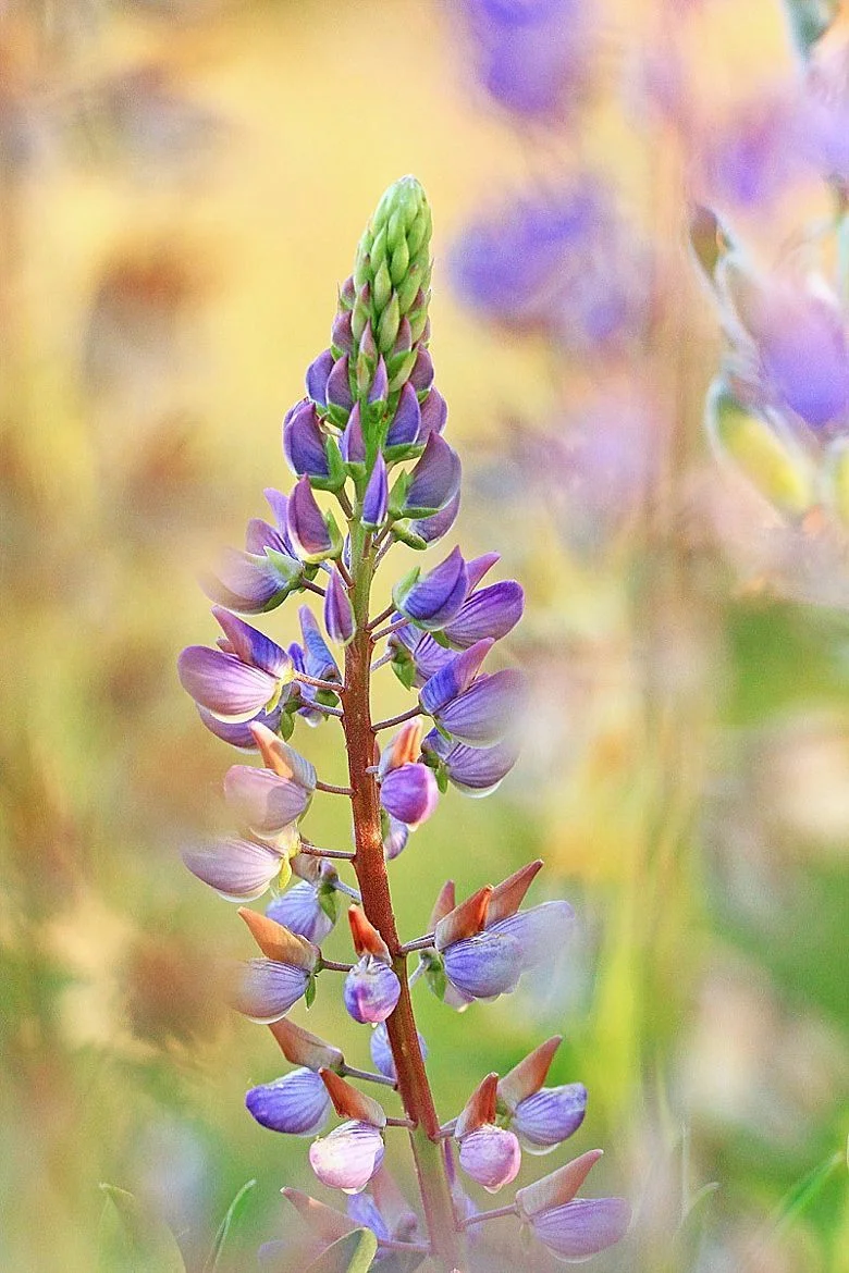 Wild Lupine-Native Perennial-Live Starter Plant