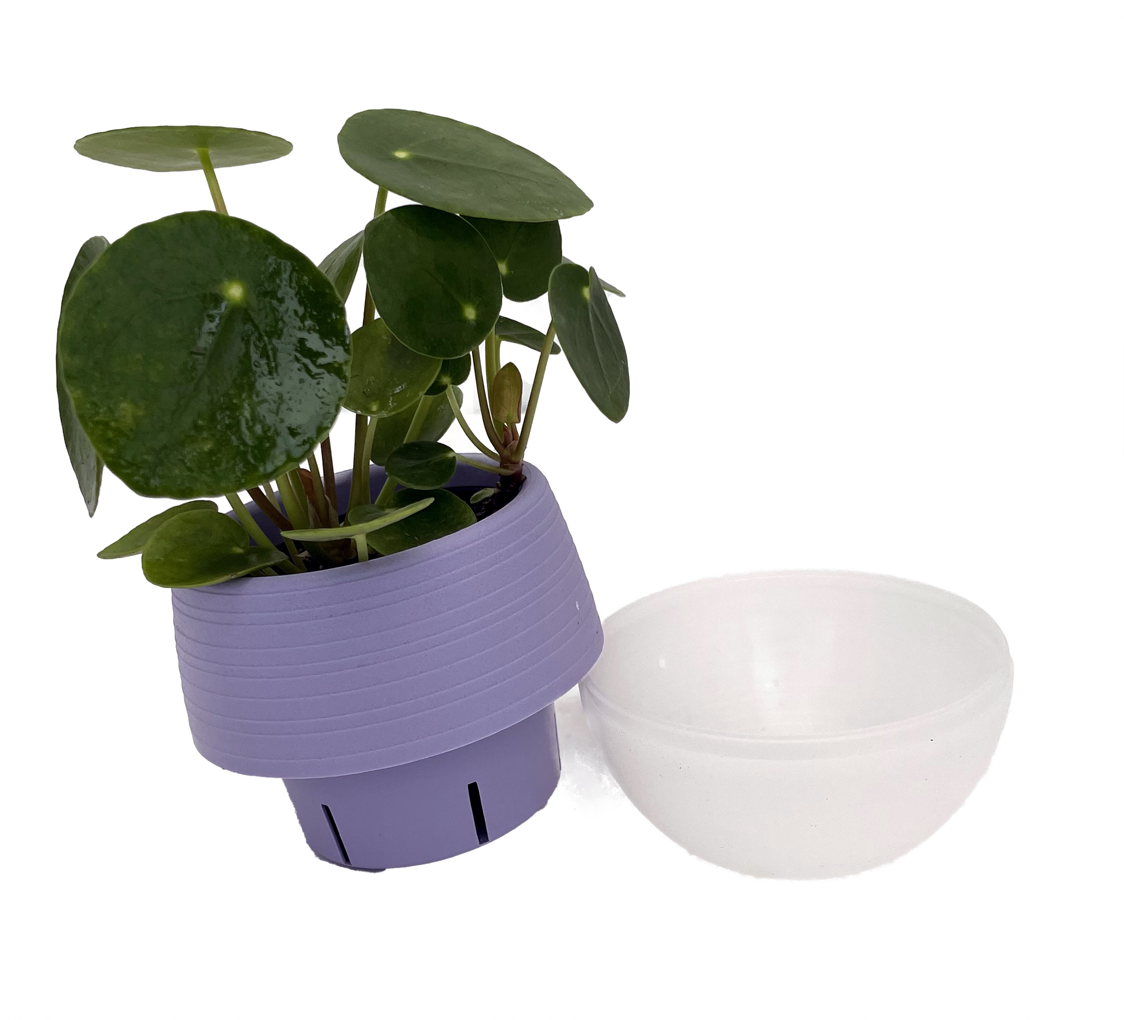 Chinese Money Plant - Pilea peperomioides in 3