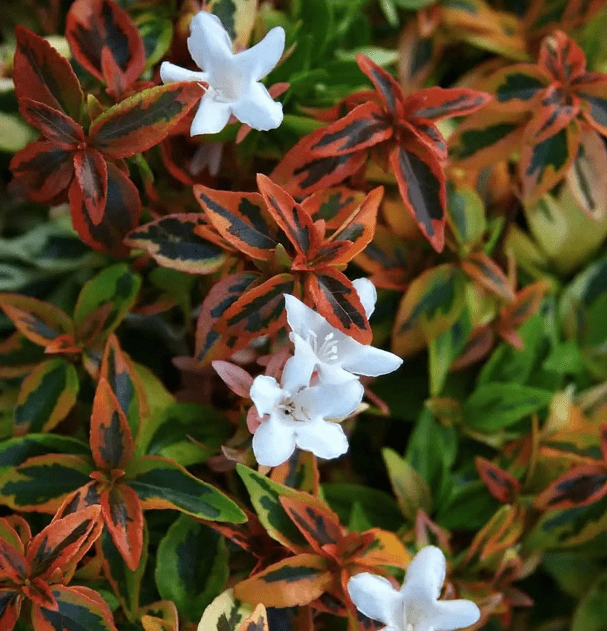 Southern Living 2Gal Multicolor Abelia Kaleidoscope Live Shrub Grower Pot Shade