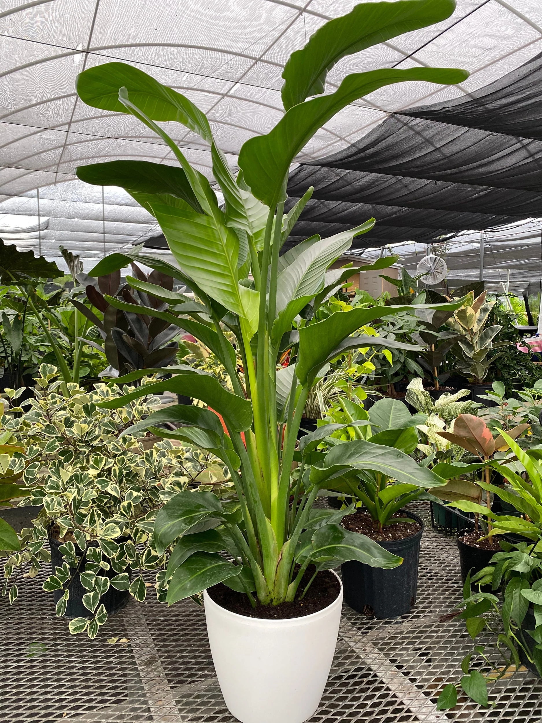 Bird of Paradise White, Strelitzia Nicolai 2-3ft High