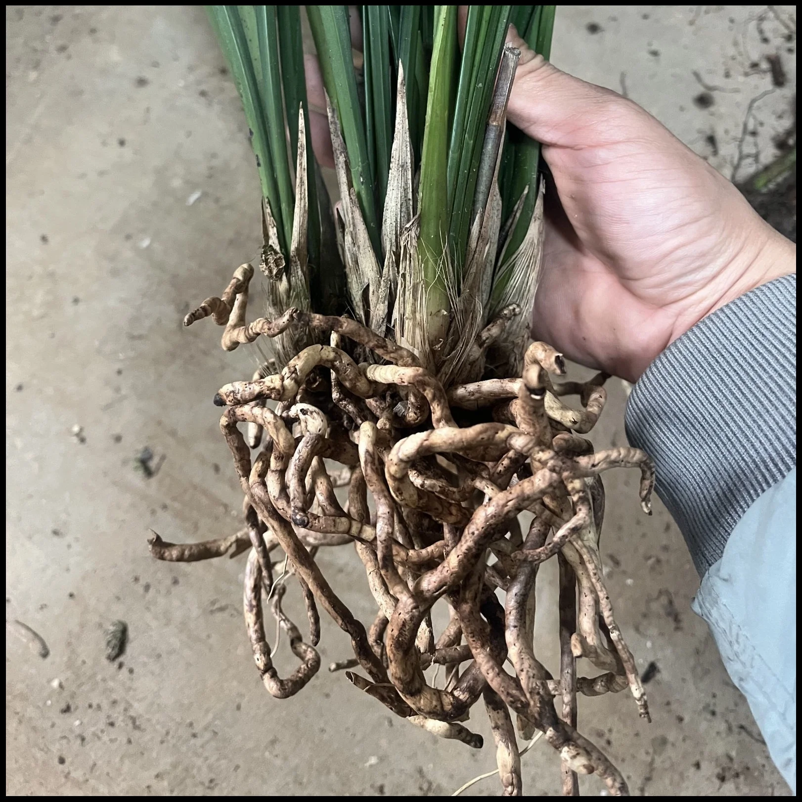 Cymbidium Bulbs,Cymbidium Potting Mix,Cymbidium Plants Outdoor,Cymbidium Plants Live In Bloom,Cymbidium Plants For Planting,Cymbidium Bulbs For Sale.