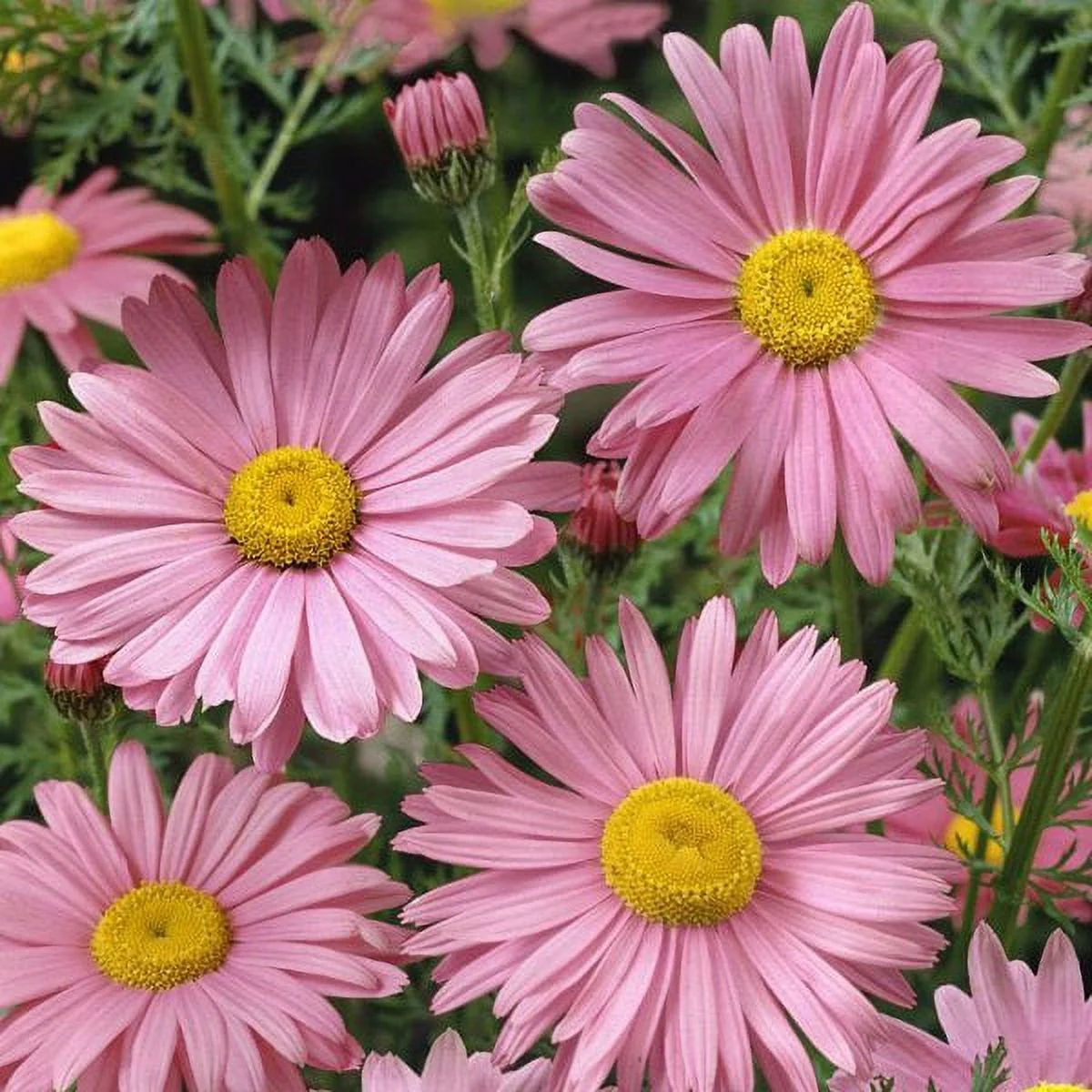 Outsidepride Chrysanthemum Robinson's Rose - 10000 Seeds