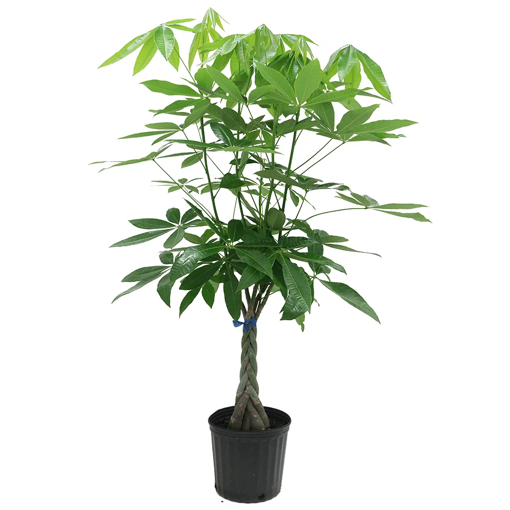 Costa Farms Live Indoor 42 in. Tall Pachira Braid; Indirect Sunlight Plant in 10in. Grower Pot