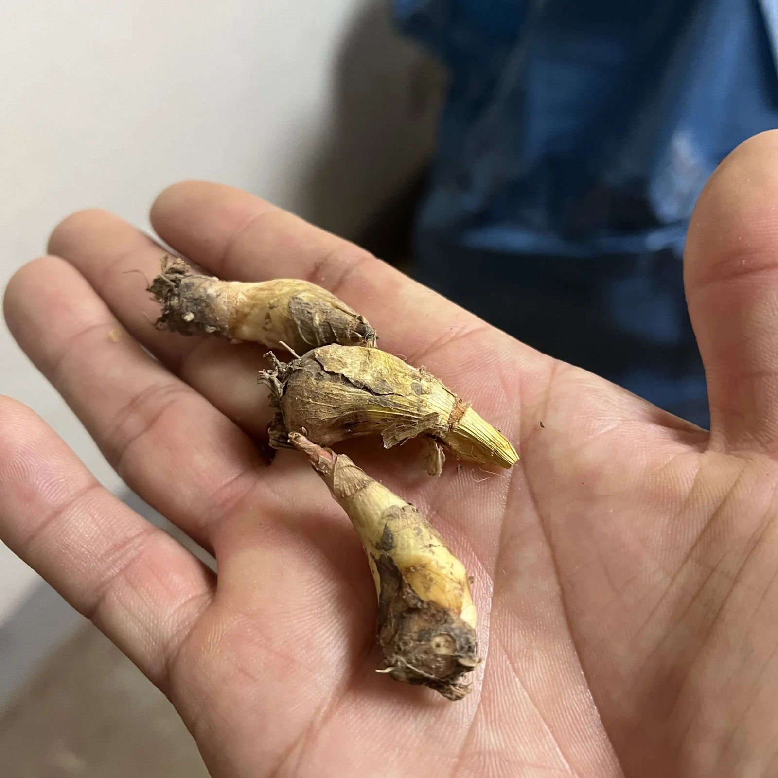 Tuberose Bulbs,Professional Planting,Tuberose Plant Live,Tuberose Flowers For Delivery,Tuberose Plant Bulbs,Tuberose Flower Plant,Tuberose Bulbs For Sale.