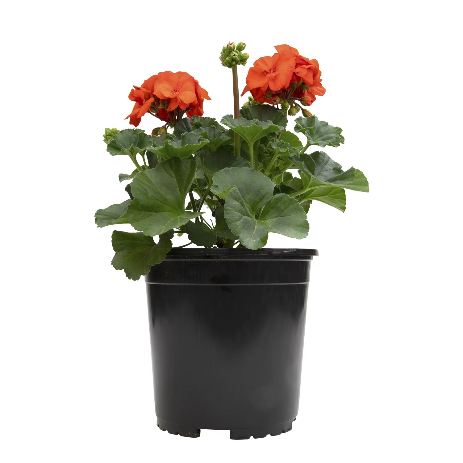 Geranium Orange| 2.5 QT Grow Pot| Direct Sunlight| Flowering Plant| By Altman Plants