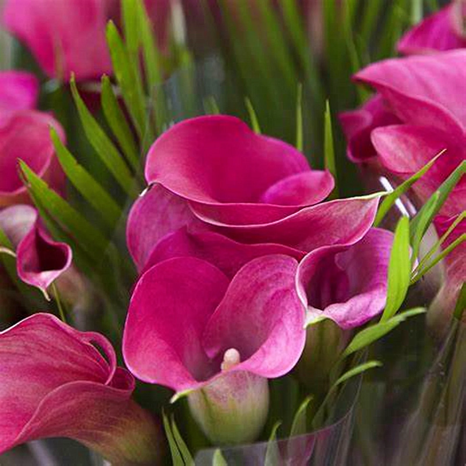Calla Lily Bulbs, Calla Lily Bulbs Giant,Bulb Flowers,Calla Lily Plants,Calla Lily Plant Perinial,Calla Lily Bulbs Giant,Calla Lily Bulbs For Sale