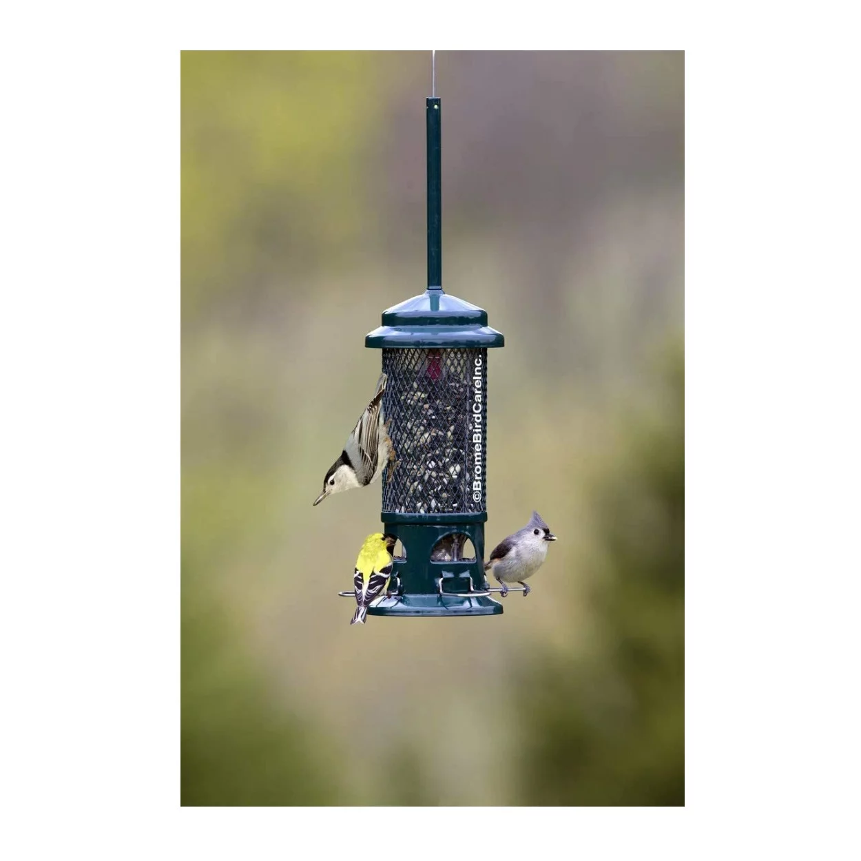 Brome Squirrel Buster Squirrel-Proof Bird Feeder with 4 Metal Perches (2-Pack)