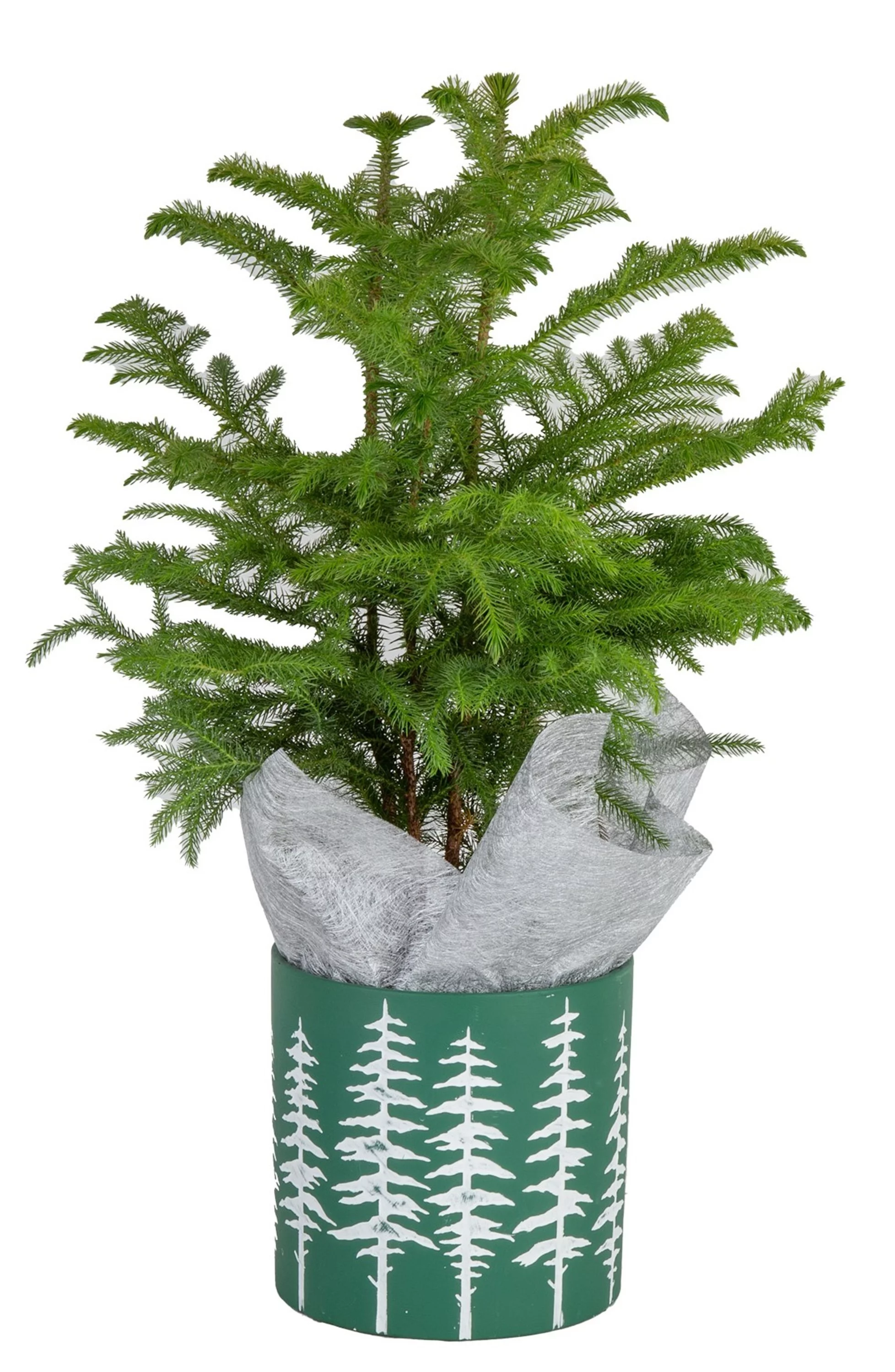 Costa Farms Live Indoor 18in. Tall Christmas Tree; Bright, Direct Sunlight Plant in 6in. Christmas Green Ceramic Planter