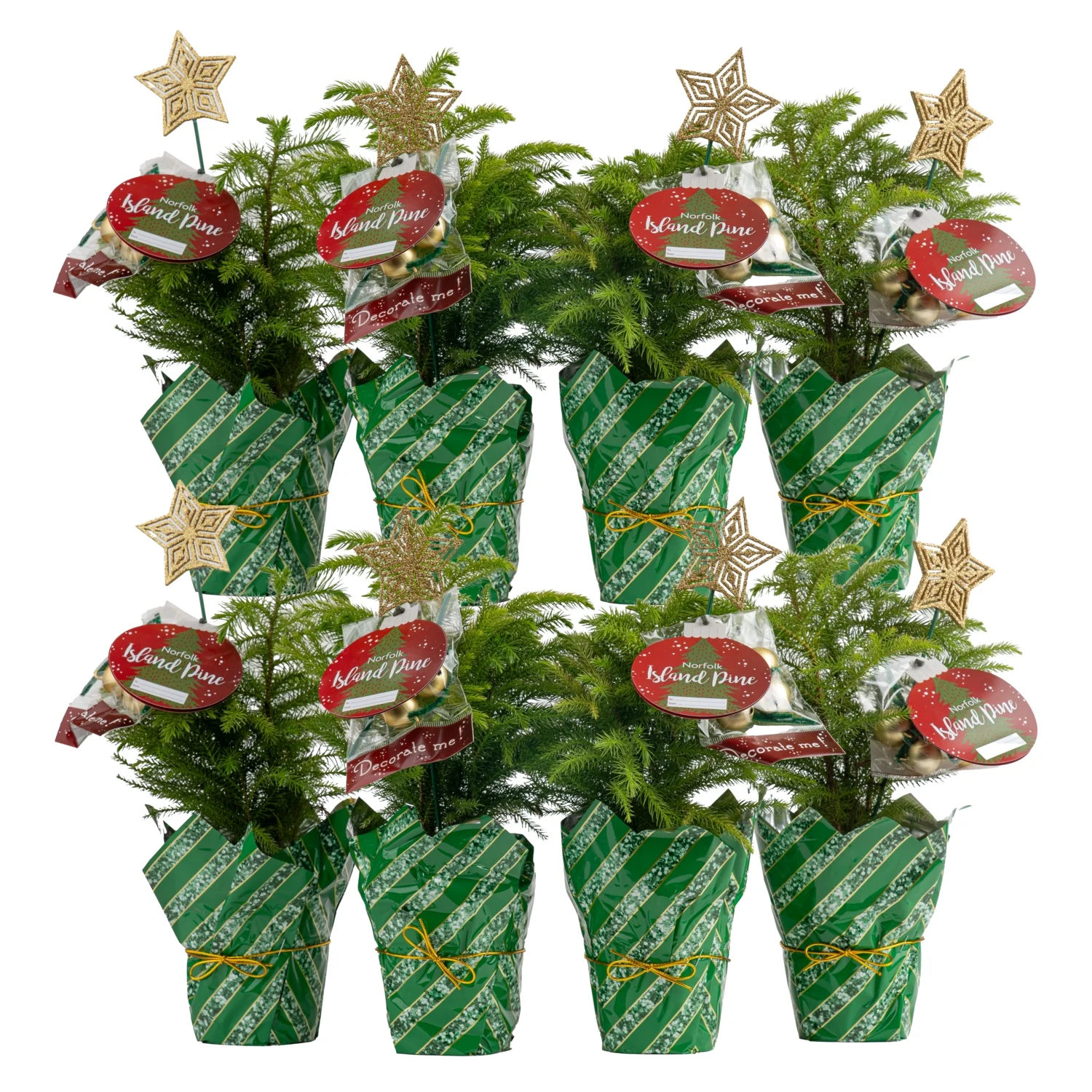 Costa Farms Live Indoor 12in. Tall Christmas trees; Direct Sunlight Plant in 4in. Pot Holiday decor, 8-Pack