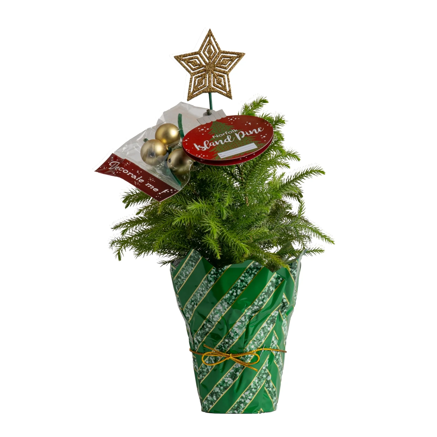 Costa Farms Live Indoor 12in. Tall Christmas trees; Direct Sunlight Plant in 4in. Pot Holiday decor, 8-Pack